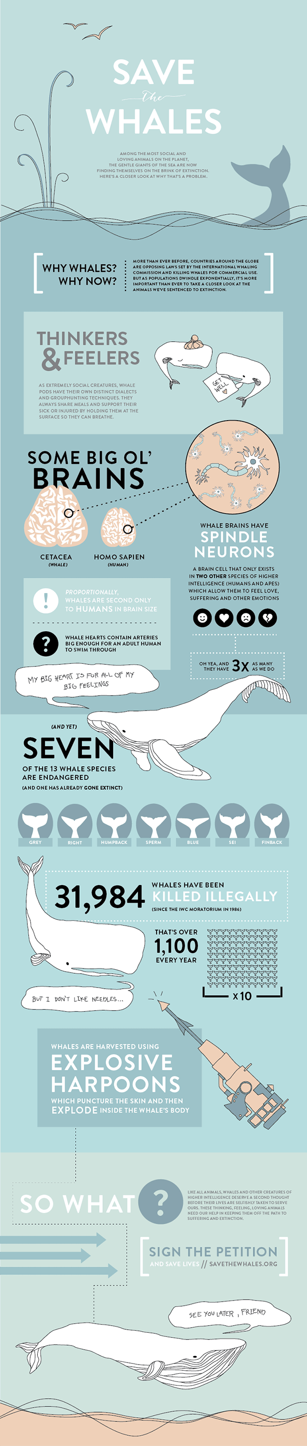 Rettet die Wale Infografik Design