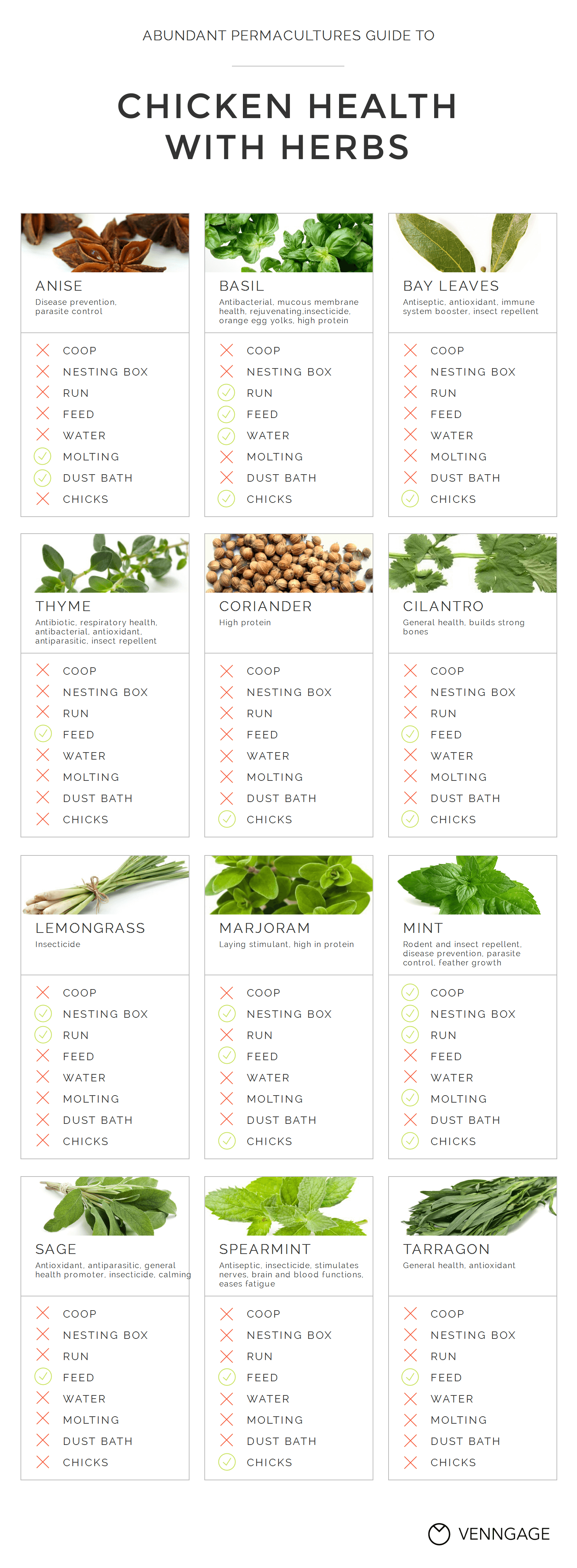 Exemple d'infographie sur la santé du poulet grâce aux herbes