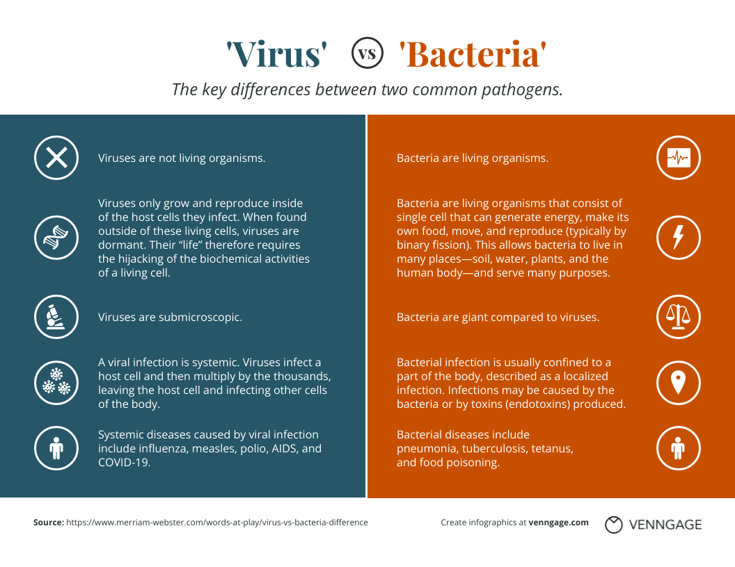 Virus vs. Bakterien Vergleich Infografik Design